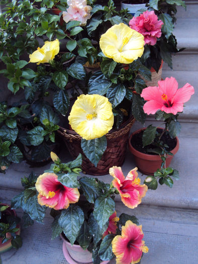 DSC09760 - Hibiscus