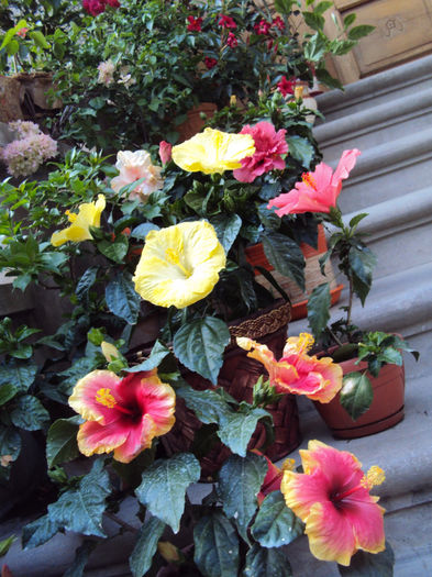 DSC09761 - Hibiscus