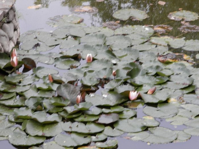 P8240253 - Bran Risnov 2013