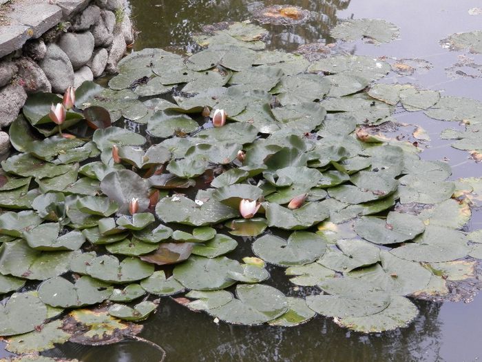 P8240256 - Bran Risnov 2013