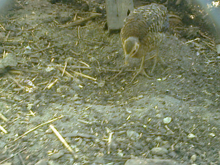Fotografie1122 - ANIMALE PASARI CE AM DETINUT