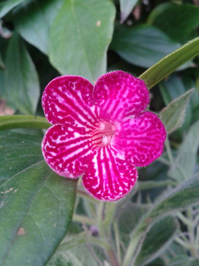 2013-09-02 08.06.41 - Kohleria