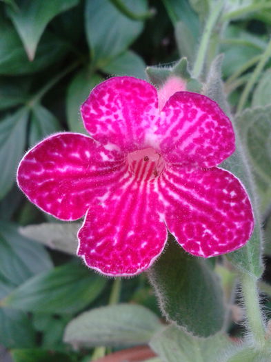 2013-09-02 08.05.11 - Kohleria