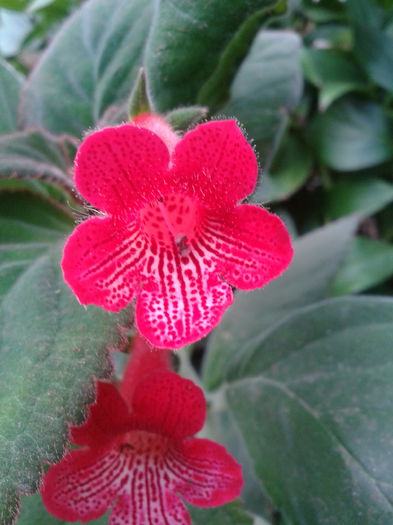 2013-09-02 08.10.38 - Kohleria