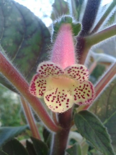 2013-09-01 19.35.53 - Kohleria