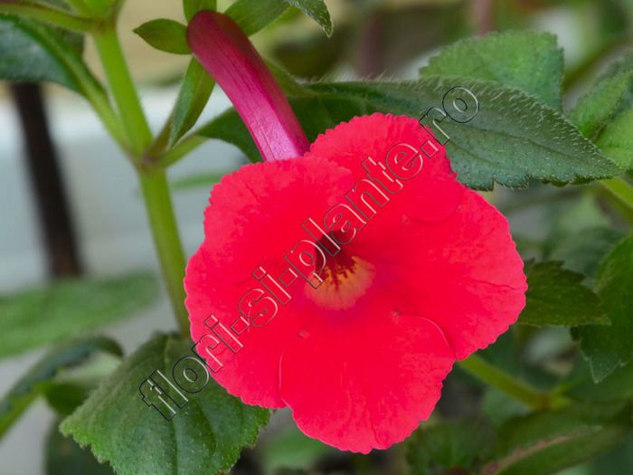 Achimenes Orange Delight