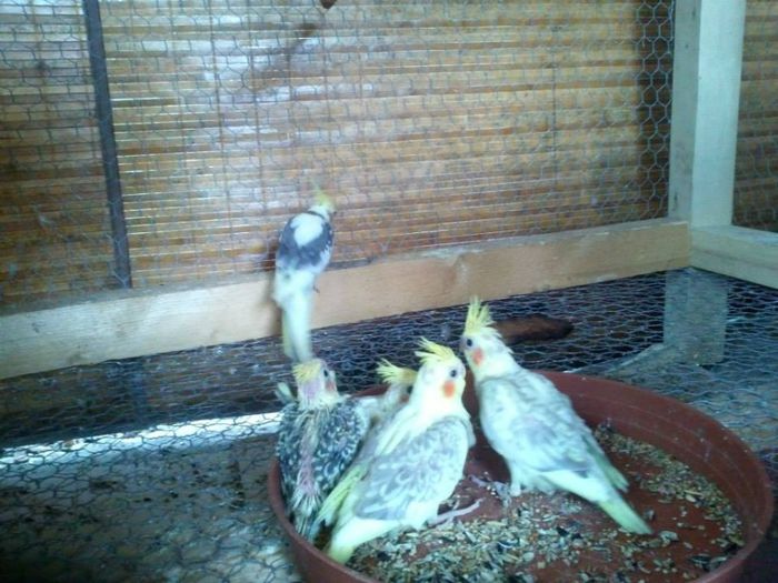 1234743_513109732102260_1842209570_n