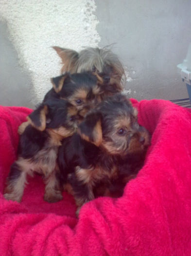 Yorkshire Terrier; fetite si baieti 6 saptamani
