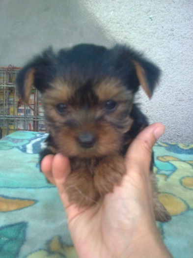 yorkshire Terrier; fetita 6 saptamai
