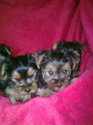 yorkshire terrier; catei 6 saptamani
