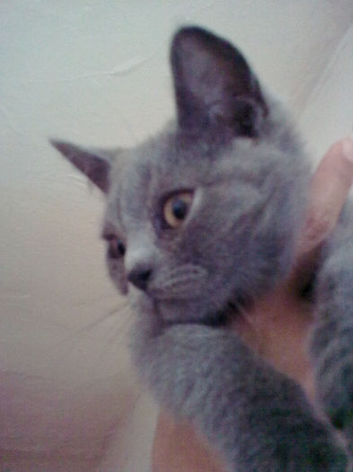 british shorthair Rufio; mascul 11 saptamani
