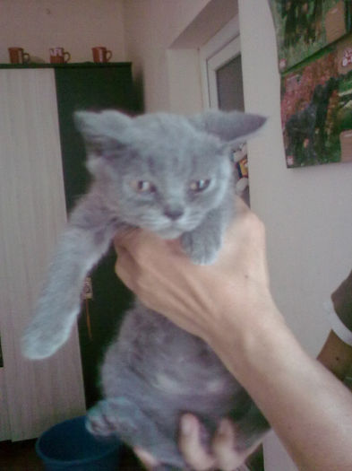 british shorthair blu Rufio