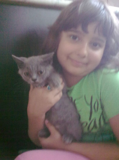 british shorthair blu Rufio