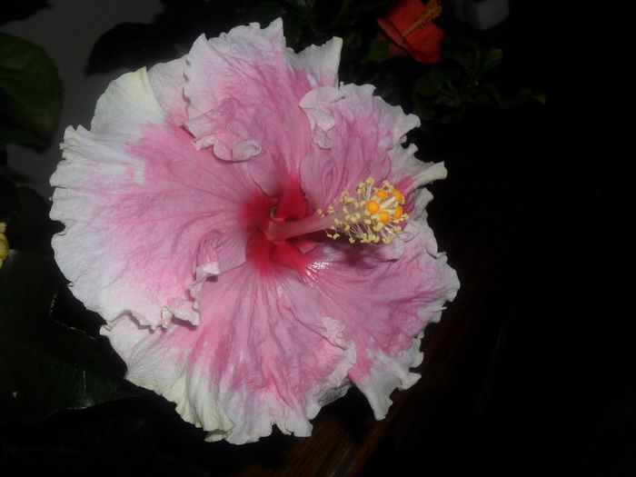 Baby Girl - Hibiscus 2013-2