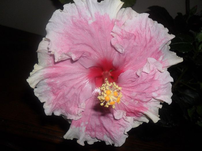 Baby girl - Hibiscus 2013-2