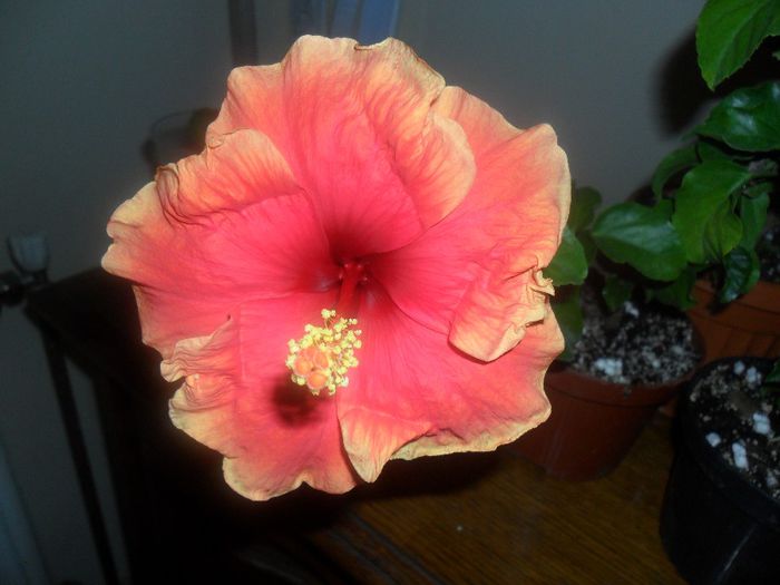 Oberon - Hibiscus 2013-3