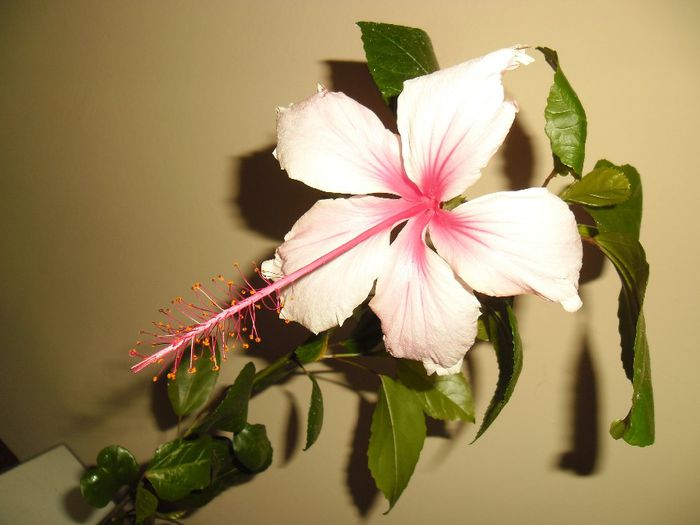 Albolacinatus - Hibiscus 2013-3