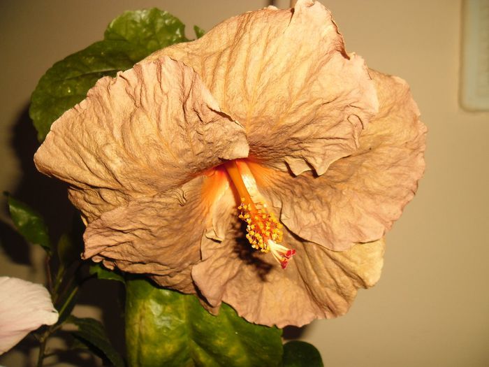 Topaz Glory - Hibiscus 2013-3