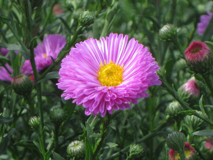 IMG_3230 - aster