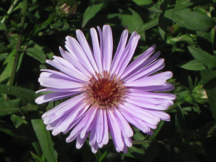 IMG_3236 - aster