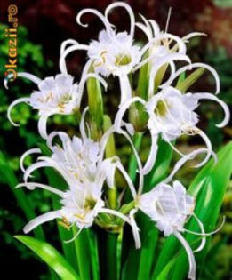 floarea crinului paianjen - 003-1 Alte plante cu flori