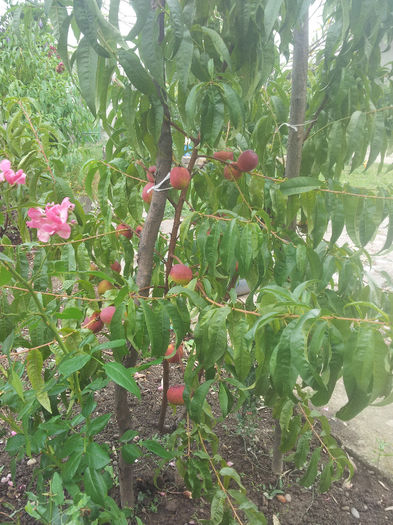 nectarin - 8 Fructe