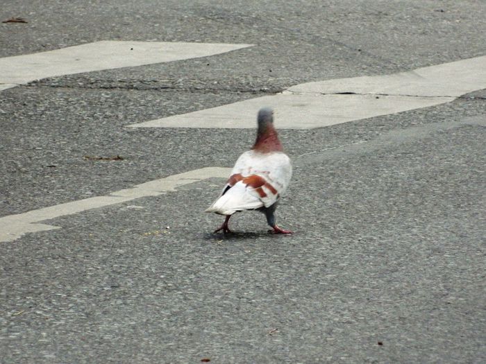 DSCN1029 - PASARELE 2013