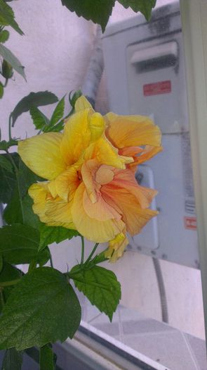 IMAG0652 - Hibiscus 2014