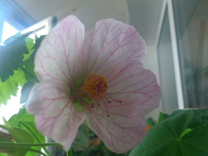 abutilon-4 - Flori 2013