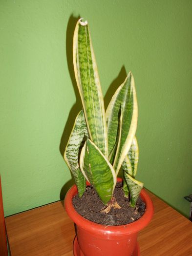 DSCN3630 - diverse plante de camera