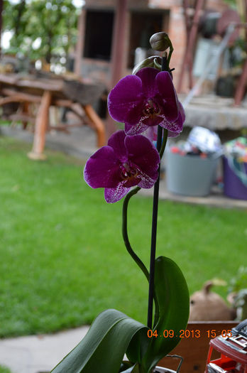 DSC_0003