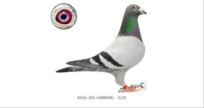 Atilla 00-1488908; Descendants to Atilla are winner of the following prizes:
1. Rethel against 18,919 pigeons
1. NPO Peronne against 14,253 pigeons
1. Peronne against 9,833 pigeons
1. Peronne against 5,252p
