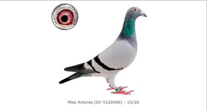 Miss Antonia (01-5120406); Miss Antonia is winner of the following prizes:
1. Nat Bourges against 10,040 pigeons
1. Boxtel against 2,218 pigeons
2. Pont St. Maxence against 2,173 pigeons
5. Orleans against 5,825
