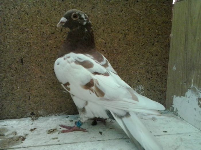 m 2012 hung - mulemans