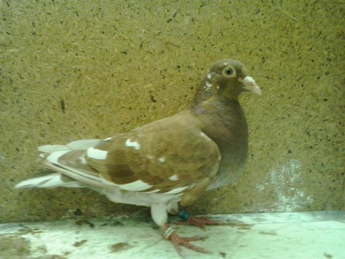 f 2012 hung - mulemans