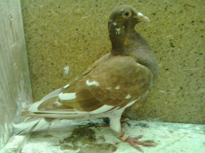 2013-09-04 18.08.15 - mulemans