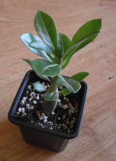 Adenium 15 lei