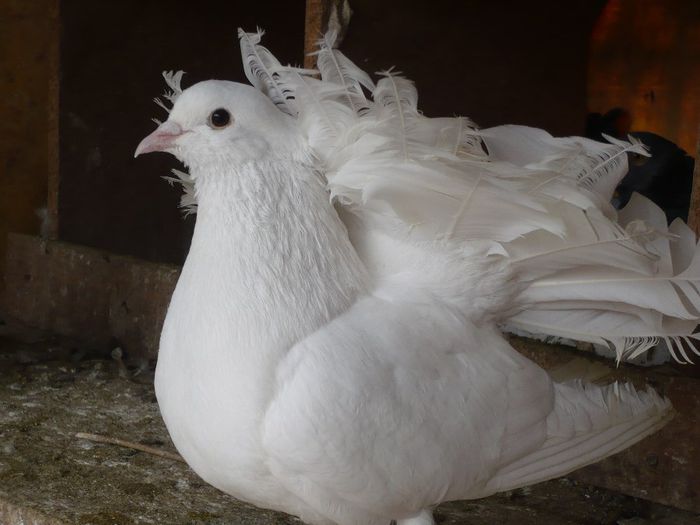 P3 - Porumbei albi pentru nunti