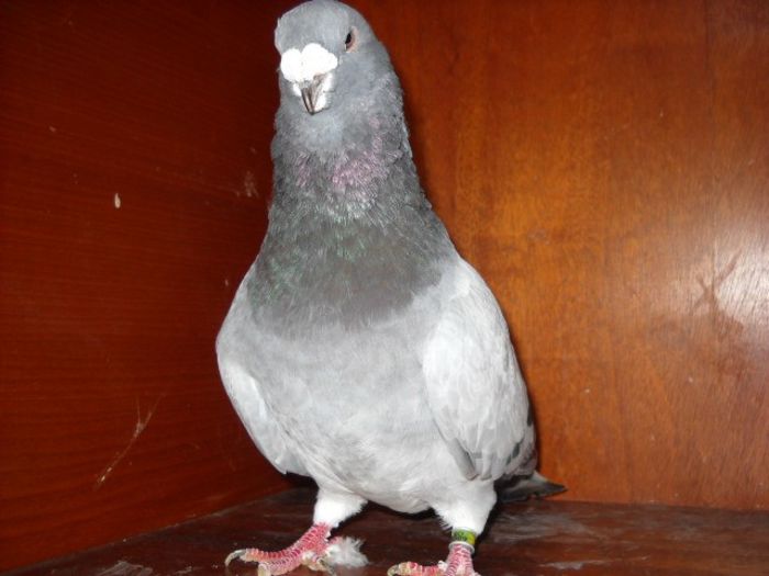 Picture 1334 - Porumbei standard pt 2013 Vanduti