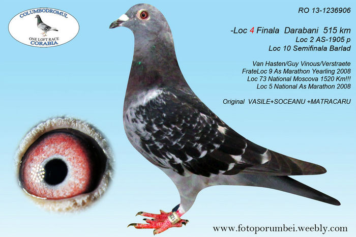 RO 2013 - 1236906; Locul 4 finala Darabani 515 km , locul 2 AS din 1905 porumbei inscrisi , locul 10 semifinala Barlad 368 km , locul 2 National Romania Columbodromul Corabia.
