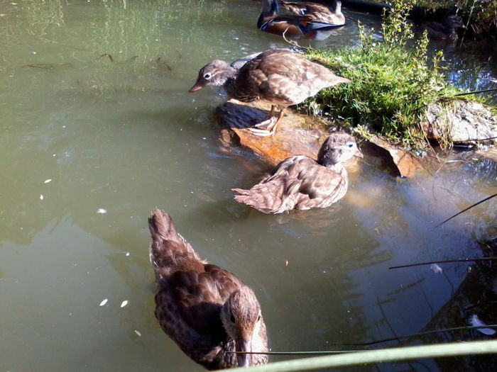 Mandarin; 2013-09-01 19.55.44
