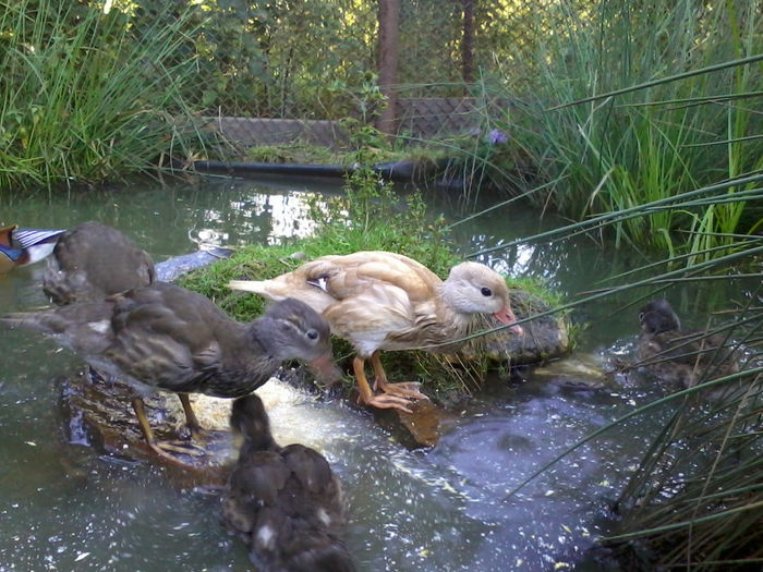 Mandarin; 2013-09-04 19.02.32
