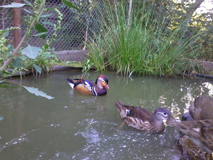 Mandarin; 2013-09-04 19.02.03
