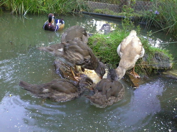 Mandarin; 2013-09-04 19.02.15
