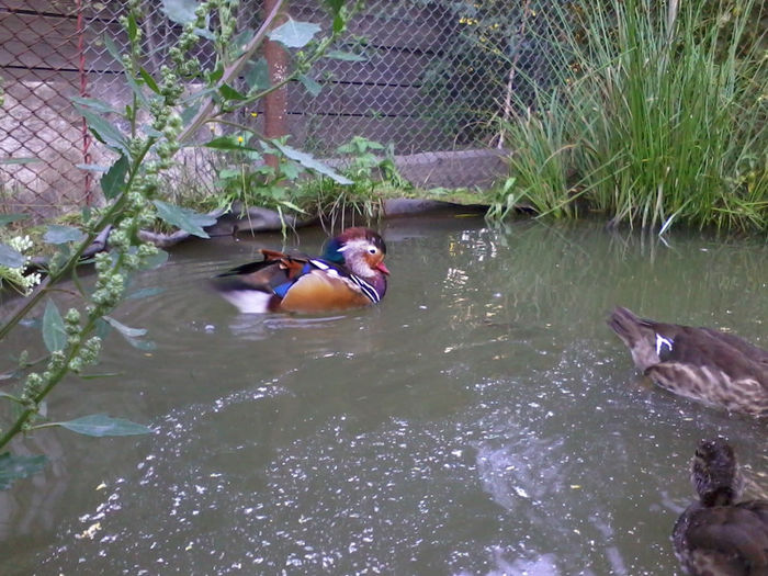 Mandarin; 2013-09-04 19.02.32
