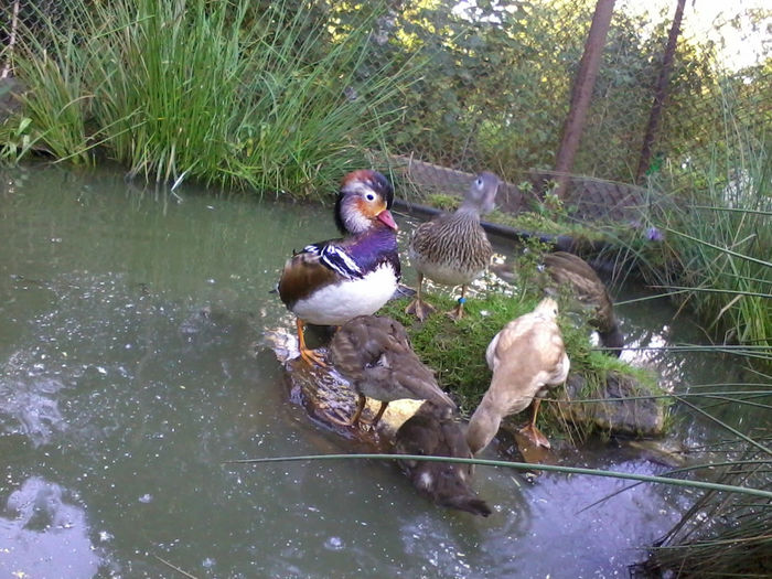 Mandarin; 2013-09-04 19.02.50
