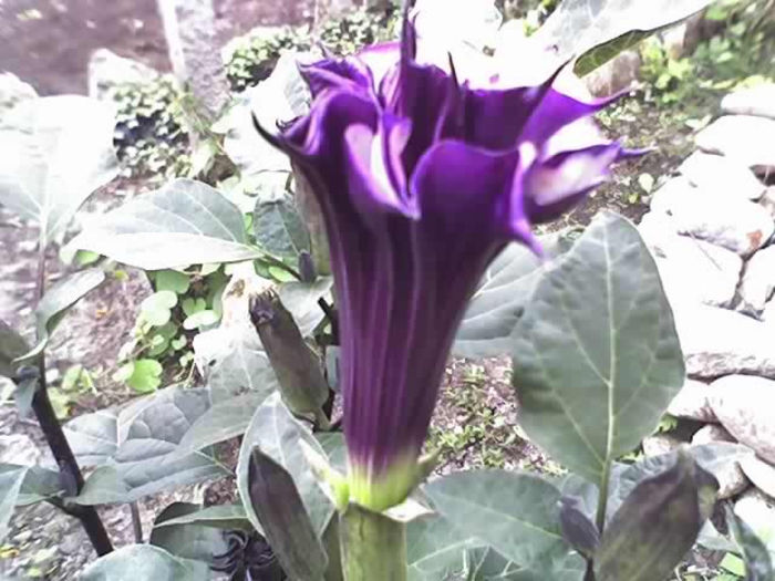 03-09-13_1203 - DATURA MOV