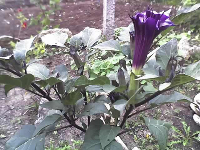 03-09-13_1204 - DATURA MOV