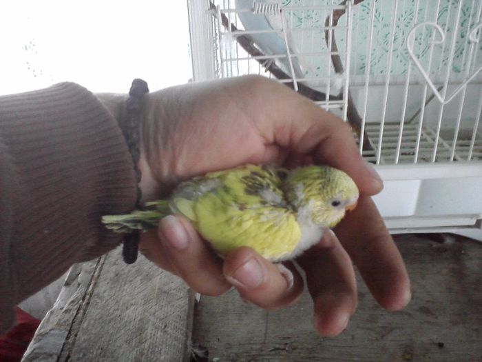 P040913_09.42_[02] - 2 Pui Perusi