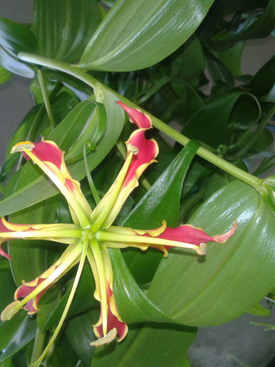 Gloriosa rotschildiana - Gloriosa 2013-2014-2015-2016-2017